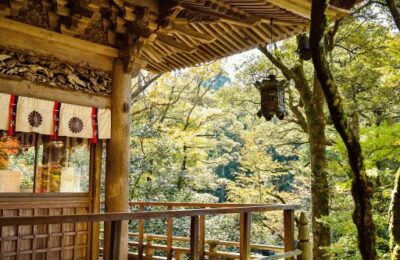 100 Butterflies in Japan