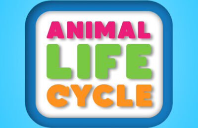 Animal Life Cycle