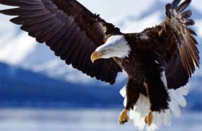 Animals Jigsaw Puzzle Eagle