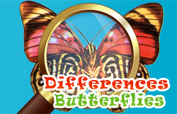 Differences Butterflies