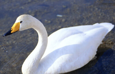 Graceful Swans Puzzle