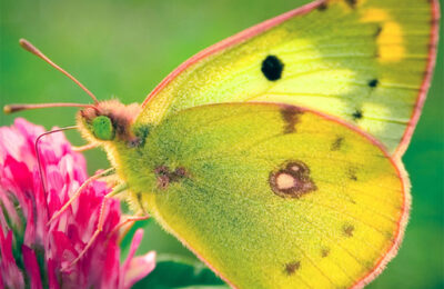 Nature Jigsaw Puzzle Butterfly