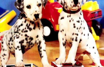 Puppy Pairs Puzzle