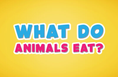 What do animals eat