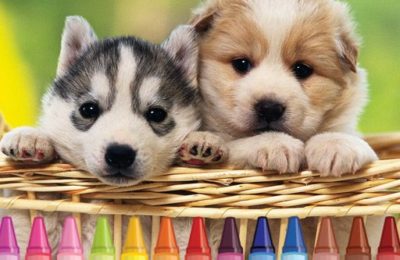 4GameGround – Puppy Coloring