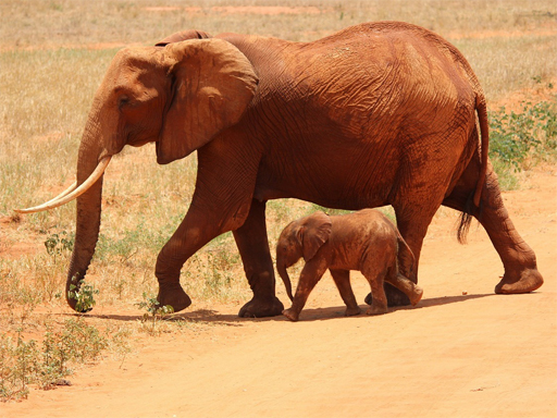 Animals Jigsaw Puzzle – Elephants