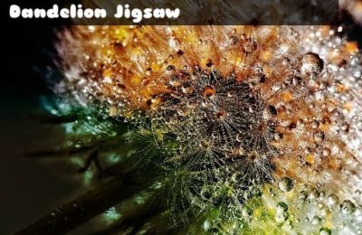 Dandelion Jigsaw