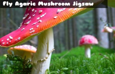 Fly Agaric Mushroom