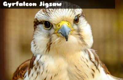 Gyrfalcon Jigsaw