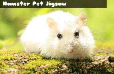 Hamster Pet Jigsaw