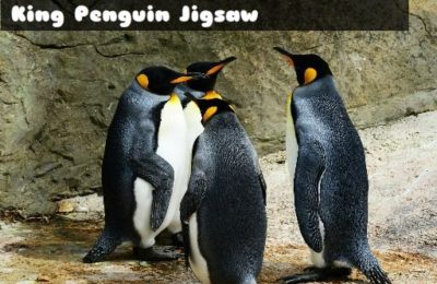 King Penguin Jigsaw