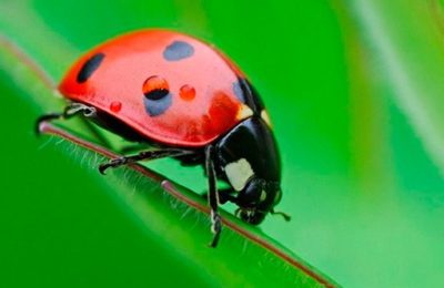 Ladybug Match3