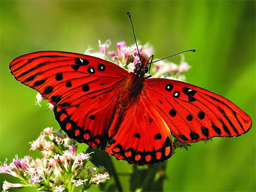 Nature Jigsaw Puzzle – Butterfly