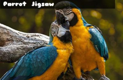 Parrot Jigsaw