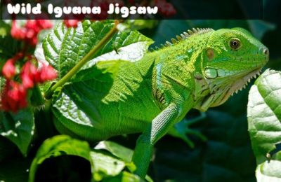 Wild Iguana