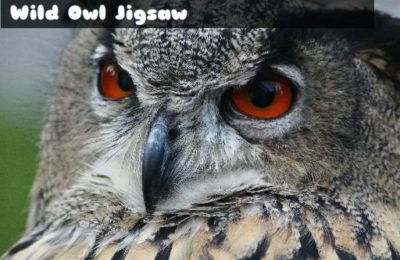 Wild owl Jigsaw