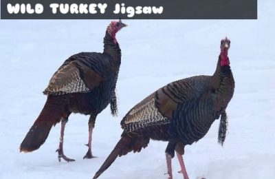 Wild Turkey Jigsaw